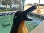 Cascata de Pinguim Fixo
